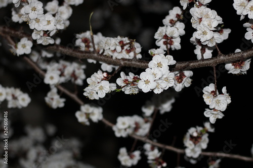 apricot flowers in the night