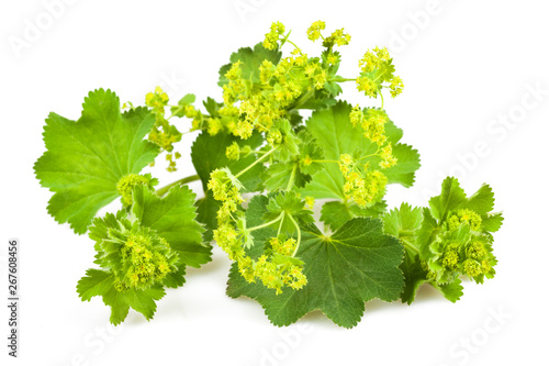 Lady's Mantle photo