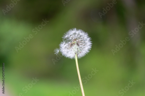 Gew  hnlicher L  wenzahn oder auch Pusteblume