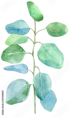 Watercolor green bunch of eucalyptus. Hand drawn isolated illustration on white background