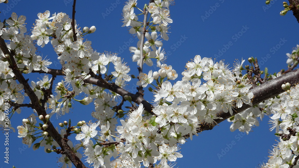 Fiori di Prunus Fiori di Prunus