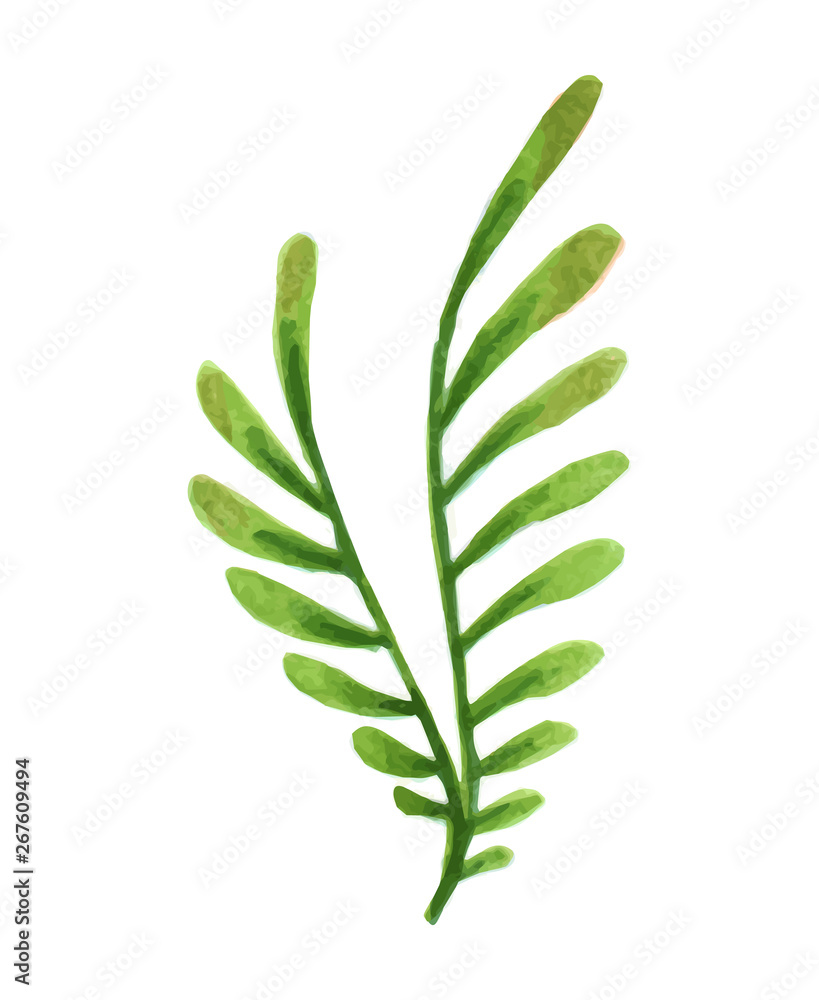 Vector designer elements set collection of green greenery art foliage natural leaves herbs in watercolor style. Decorative beauty elegant illustration for design. Vector designer elements set collection of green greenery art foliage natural leaves herbs in watercolor style. Decorative beauty elegant illustration for design.