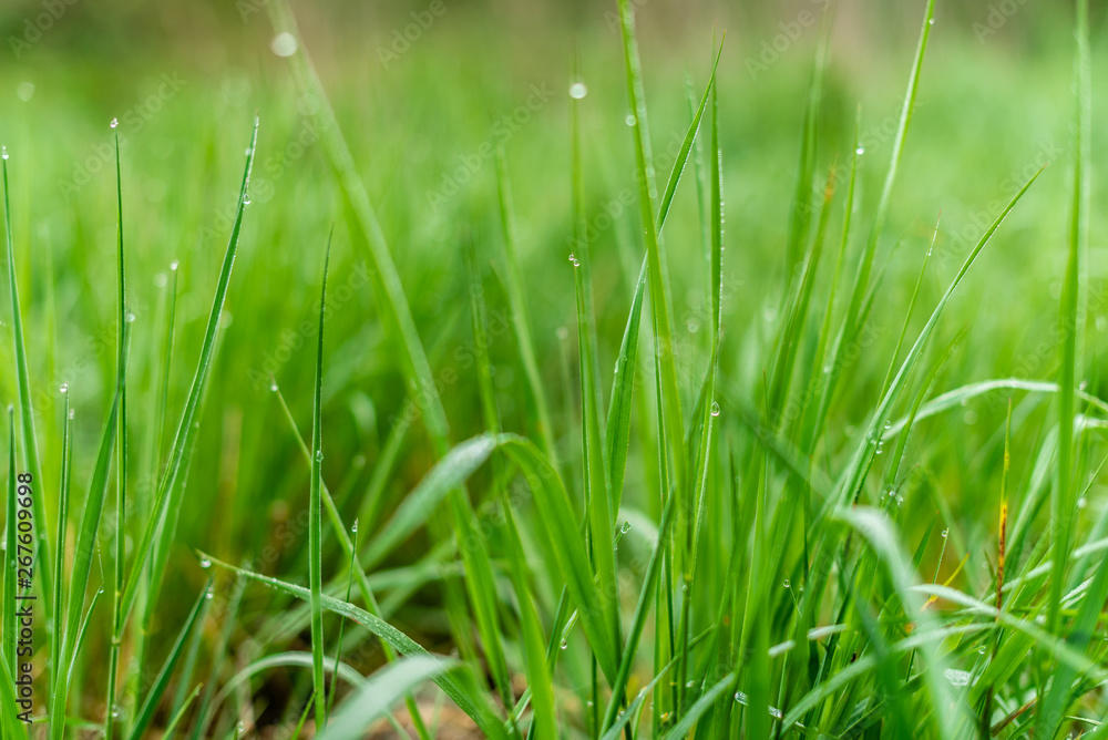 Background of green grass with raindrops in the morning, soft focus. Drops of dew on a green grass Background of green grass with raindrops in the morning, soft focus. Drops of dew on a green grass