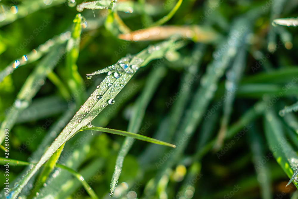 Background of green grass with raindrops in the morning, soft focus. Drops of dew on a green grass Background of green grass with raindrops in the morning, soft focus. Drops of dew on a green grass