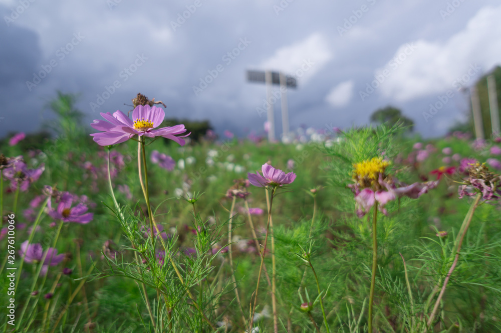 Obraz premium The Cosmos Flower of grassland.
