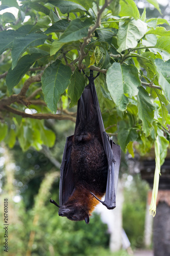 Large Flying Fox (Pteropus vampyrus) hanging in a tree at Bali Indonesia