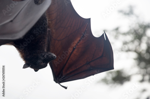 Large Flying Fox (Pteropus vampyrus) hanging in a tree at Bali Indonesia photo