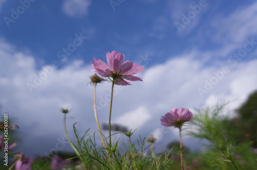 The Cosmos Flower of grassland.