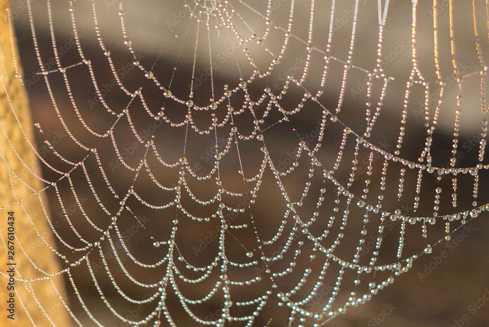 Naklejka premium Drop of condensation on the spider-web. Gossamer with drops