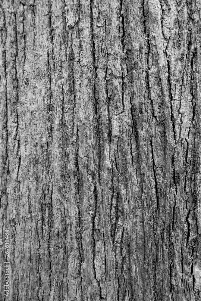 The close up or macro of tree bark surface or background in the nature. The close up or macro of tree bark surface or background in the nature.