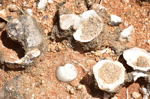 Fossili di bivalvi, murici e chocciola di mare, che emergono dall'arenaria. Riserva naturale di capo gallo - isola delle femmine, sferracavallo , Palermo