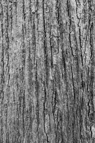 The close up or macro of tree bark surface or background in the nature. 