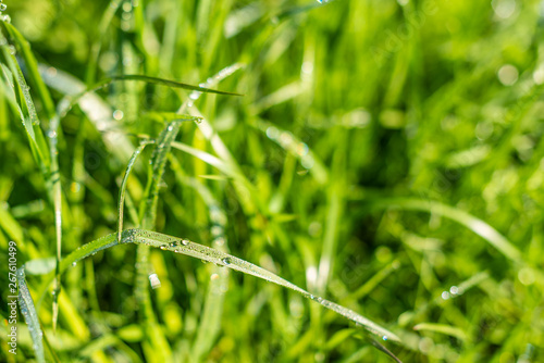 Background of green grass with raindrops in the morning, soft focus. Drops of dew on a green grass