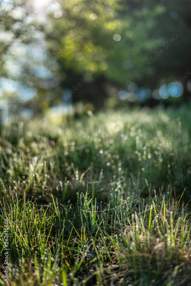 Background of green grass with raindrops in the morning, soft focus. Drops of dew on a green grass