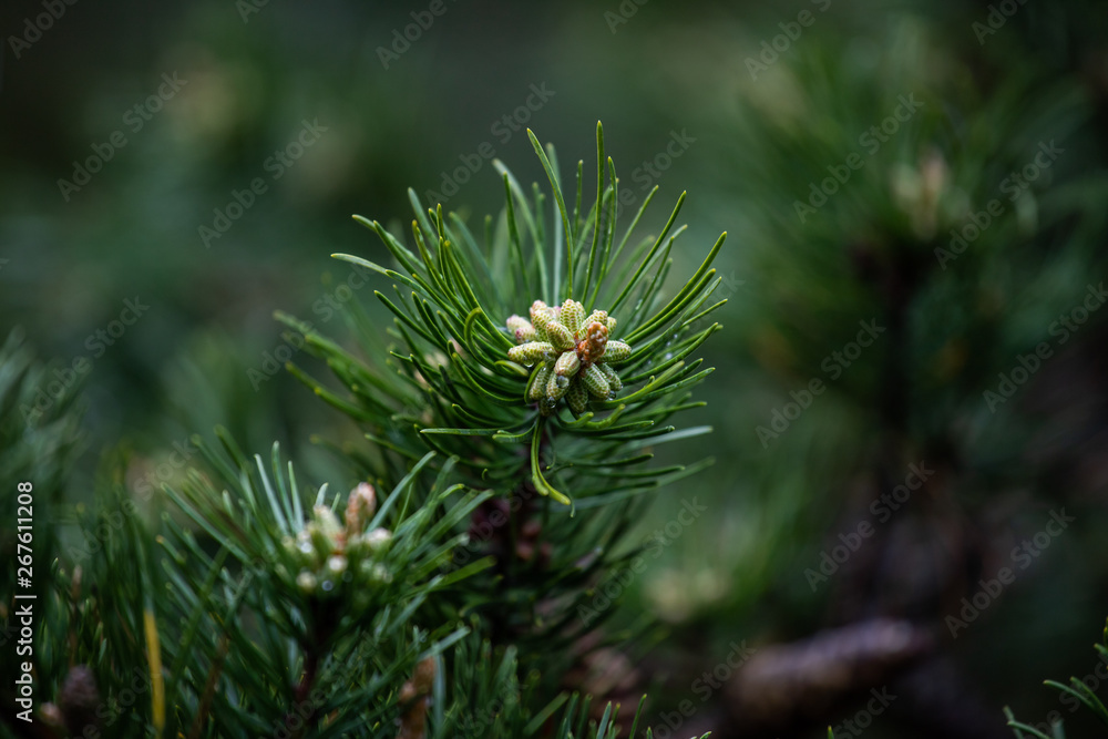 young cones of needles young cones of needles