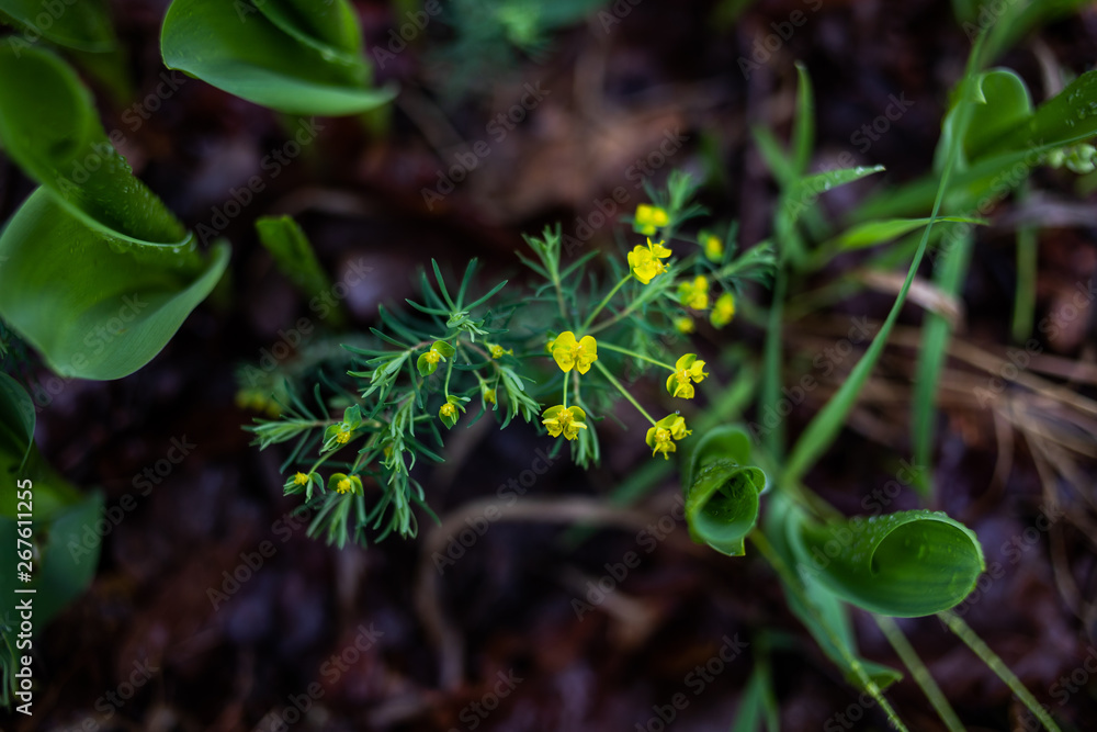 green leaves and yellow flowers