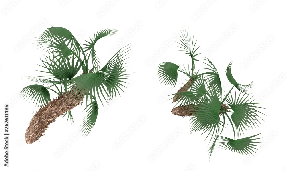 Naklejka premium Big leaf tree