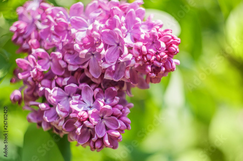 closeup lilac flower. picture with soft focus and space for text. natural sring summer background.