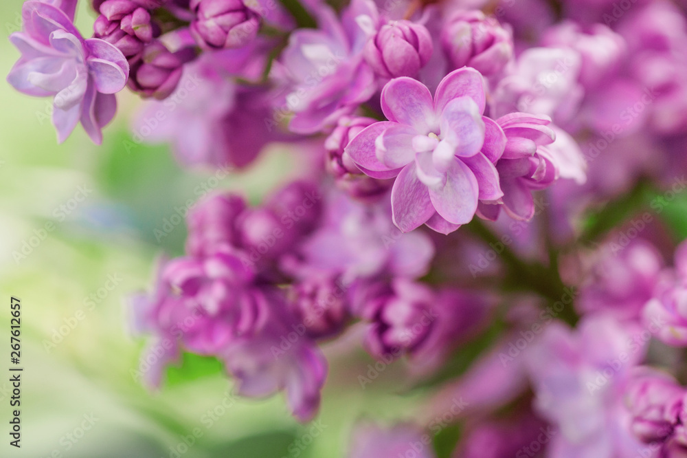 closeup lilac flower. picture with soft focus and space for text. natural sring summer background. closeup lilac flower. picture with soft focus and space for text. natural sring summer background.