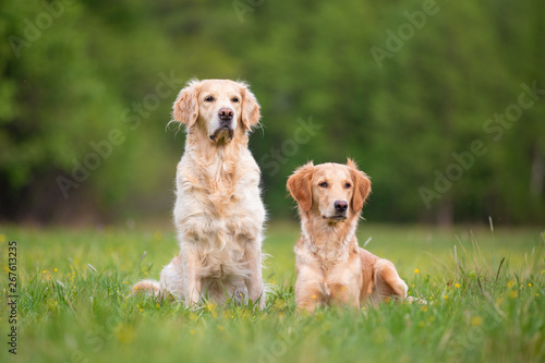 Two Golden Retrivers on a spring meadow. Small depth of field
