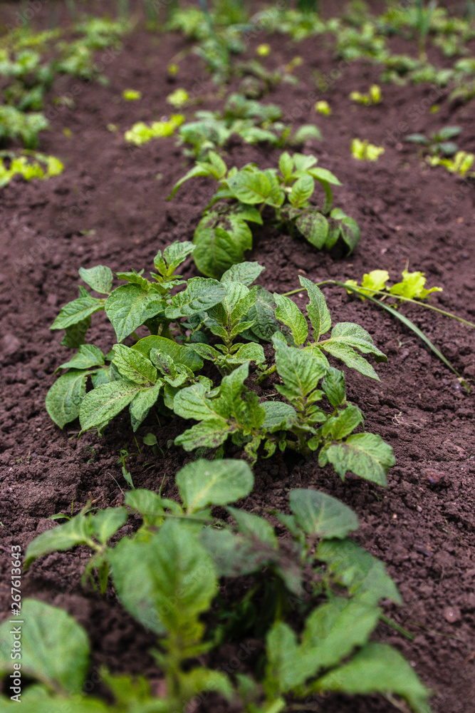 Healthy young potato plant in organic garden. Young potato plant growing on the soil. Potato bush in the garden. Healthy young potato plant in organic garden. Young potato plant growing on the soil. Potato bush in the garden.