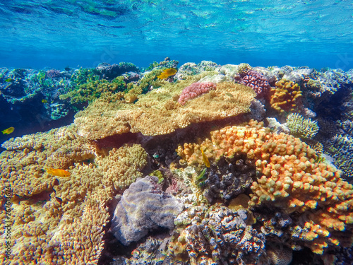 Fototapeta Naklejka Na Ścianę i Meble -  colorful coral reef and bright fish