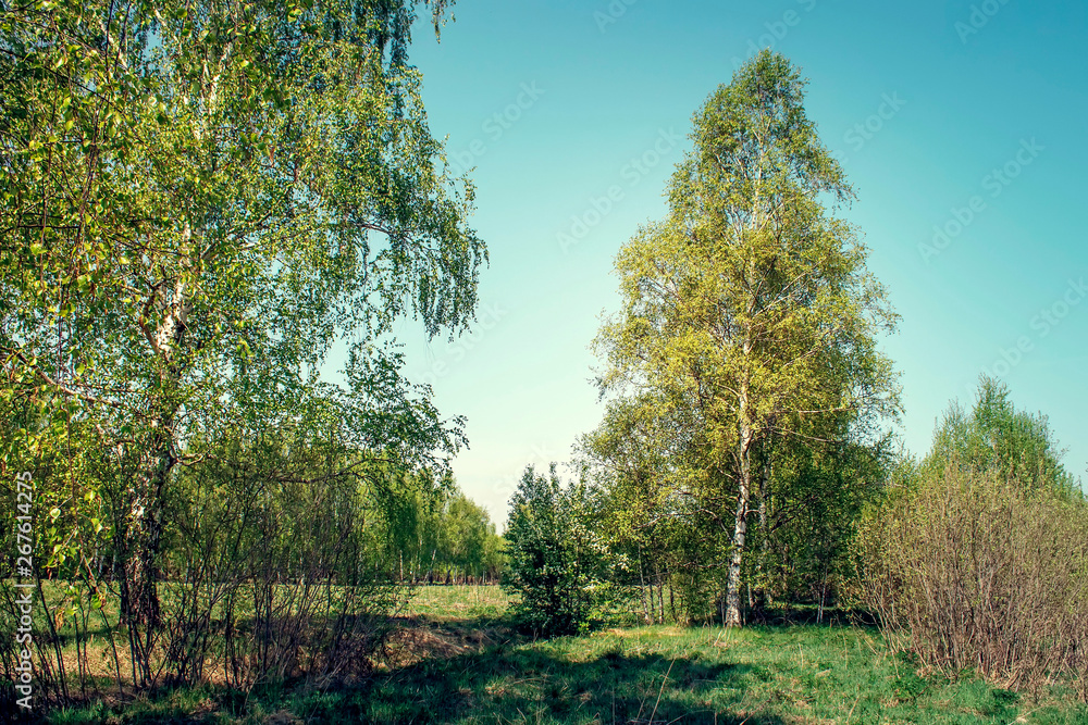 Birch trees on a sunny summer day. Birch trees on a sunny summer day.