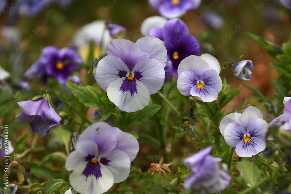 Violette Blumen Violette Blumen