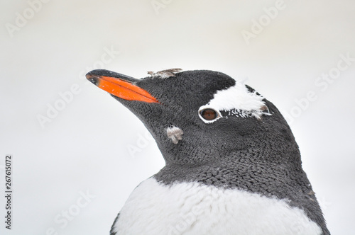 Portrait of a young gentoo penguin © Ivan