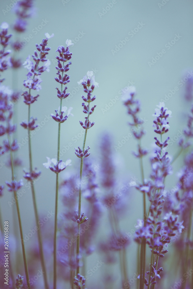 Obraz premium scene of beautiful lavender flowers field