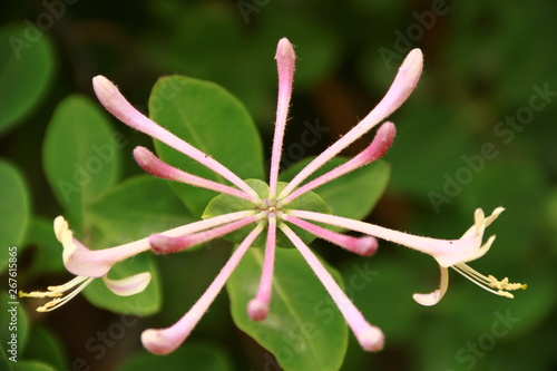 blume