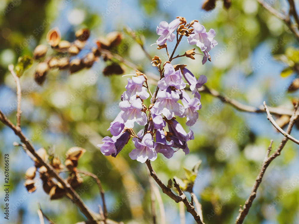 Le paulownia ou Arbre d'Anna paulowna (Paulownia tomentosa) aux magnifiques fleurs violettes printanières Le paulownia ou Arbre d'Anna paulowna (Paulownia tomentosa) aux magnifiques fleurs violettes printanières