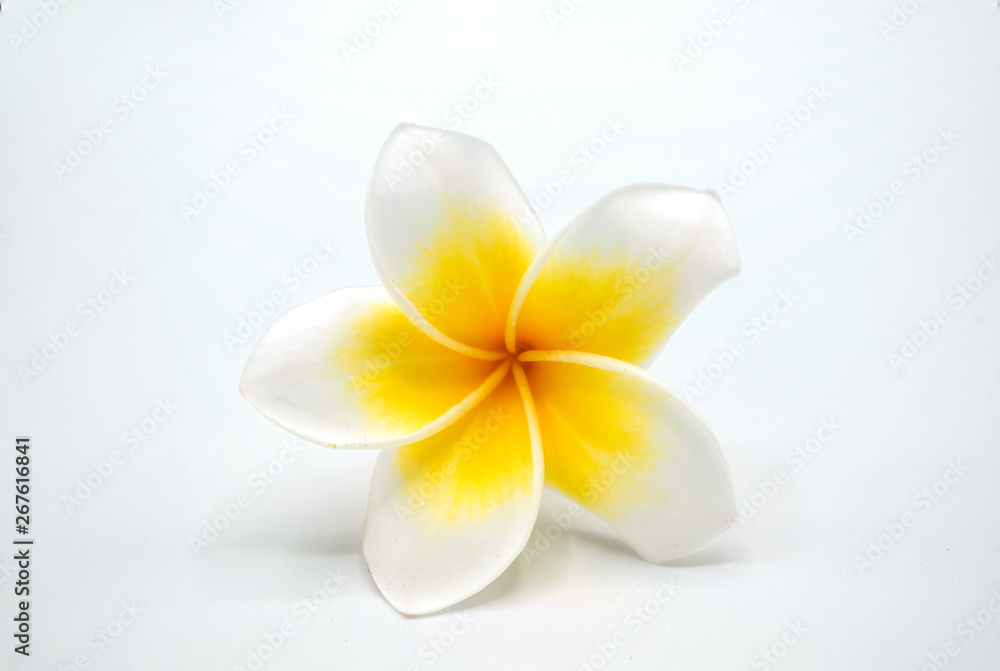 Champa, yellow flower isolated