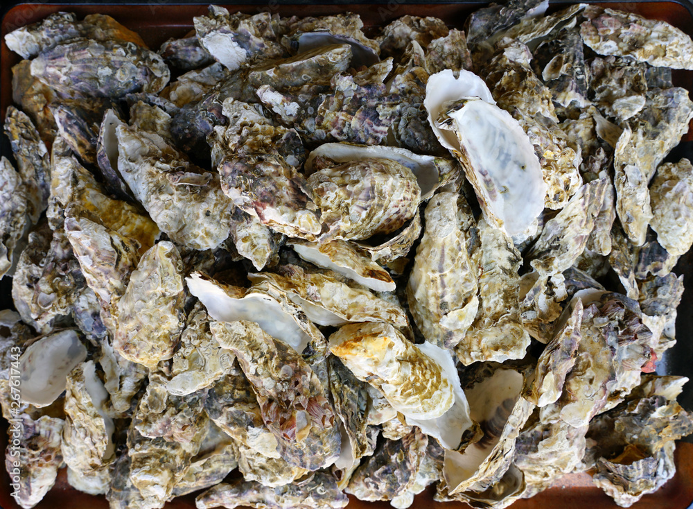 Crate of fresh oysters in bulk in Miyajima, Japan Crate of fresh oysters in bulk in Miyajima, Japan