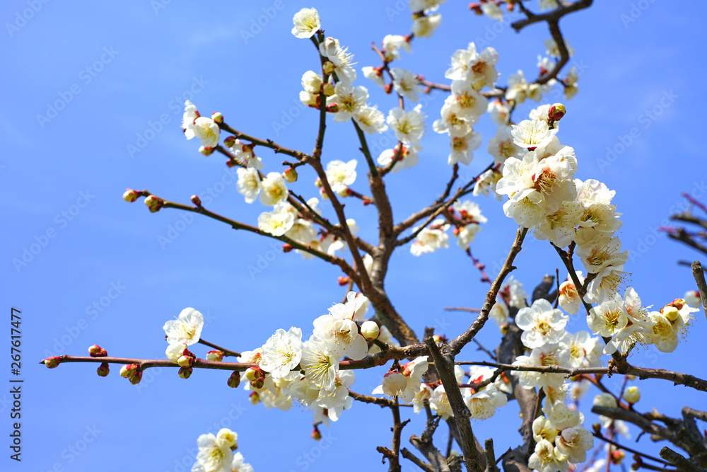 White flowers of the Japanese apricot prunus ume tree White flowers of the Japanese apricot prunus ume tree
