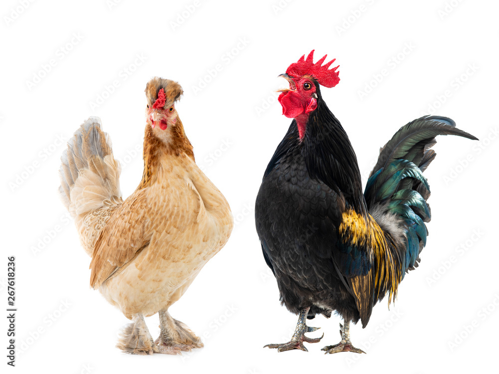 black rooster and brown chicken isolated black rooster and brown chicken isolated