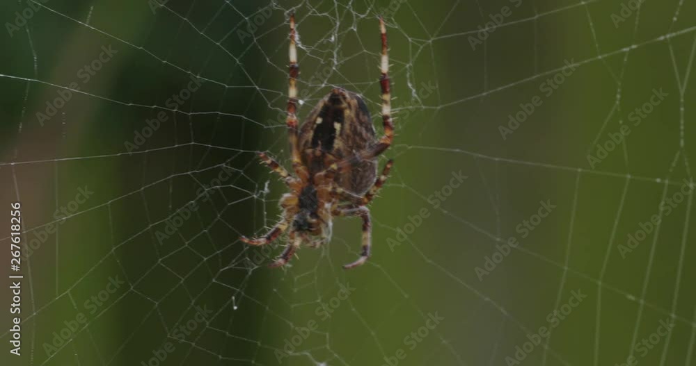 macro close up spider in web macro close up spider in web