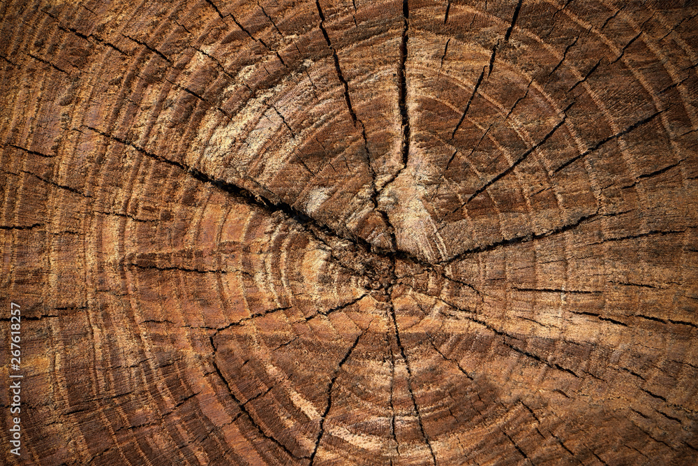 Naklejka premium Wooden surface of cut tree. Section of the trunk with annual rings. Ring texture pattern and cracks