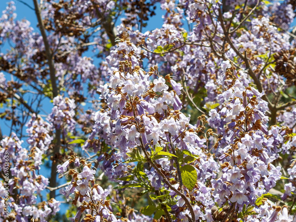 Paulownia tomentosa - Le paulownia ou Arbre d'Anna paulowna aux magnifiques fleurs violettes printanières Paulownia tomentosa - Le paulownia ou Arbre d'Anna paulowna aux magnifiques fleurs violettes printanières