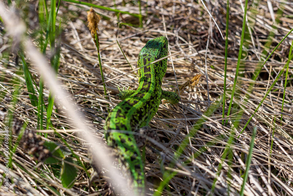 Male of Sand lizard (Lacerta agilis) of a bright green color in the field