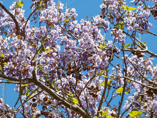 Le paulownia ou Arbre d'Anna paulowna (Paulownia tomentosa) aux magnifiques fleurs violettes printanières  photo