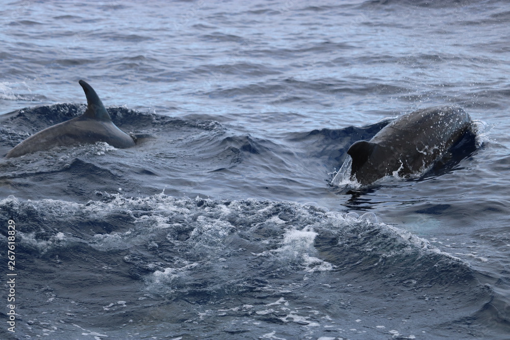 Obraz premium Sich tummelnde Delphine in den Gewässern vor Gran Canaria. Spanien