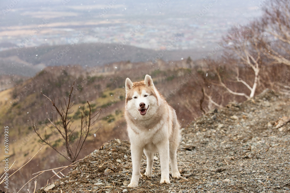 Gorgeous and free beige and white Siberian husky dog standing on the mountain. A dog on a natural background.