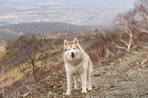Gorgeous and free beige and white Siberian husky dog standing on the mountain. A dog on a natural background.