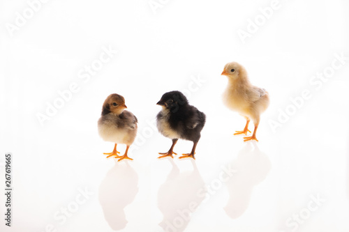 chicks of different colors posing together