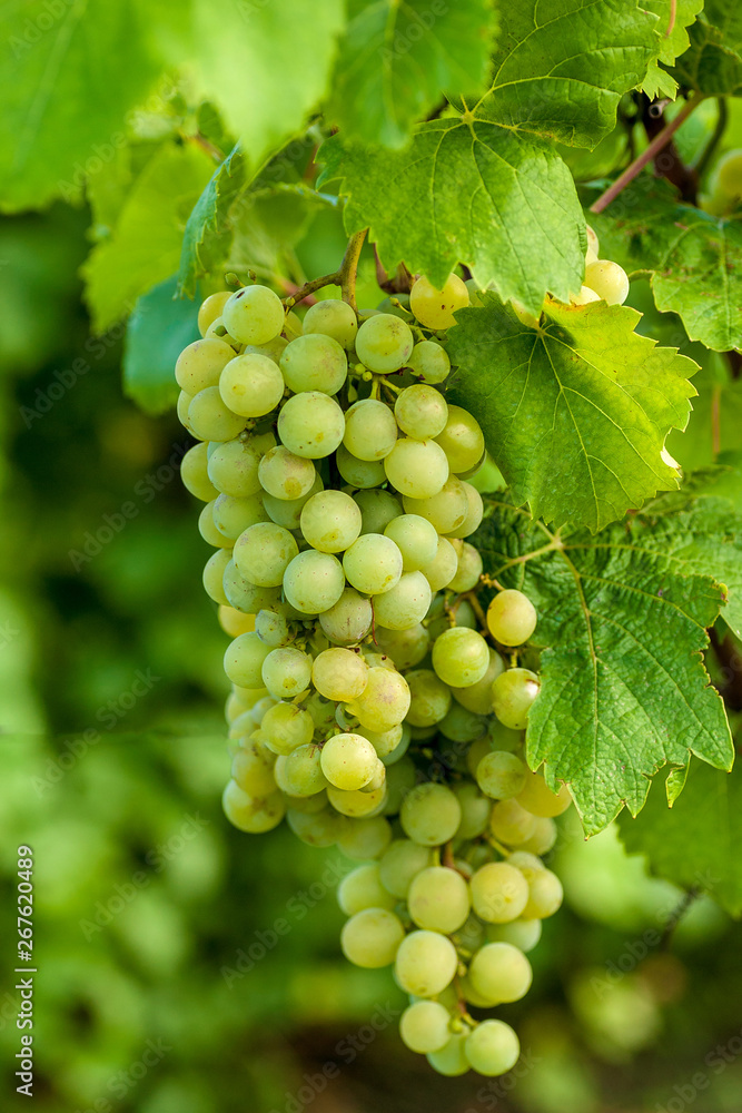 Bunch of grapes on a vine in the sunchine. The winegrowers grapes. Bunch of grapes on a vine in the sunchine. The winegrowers grapes.