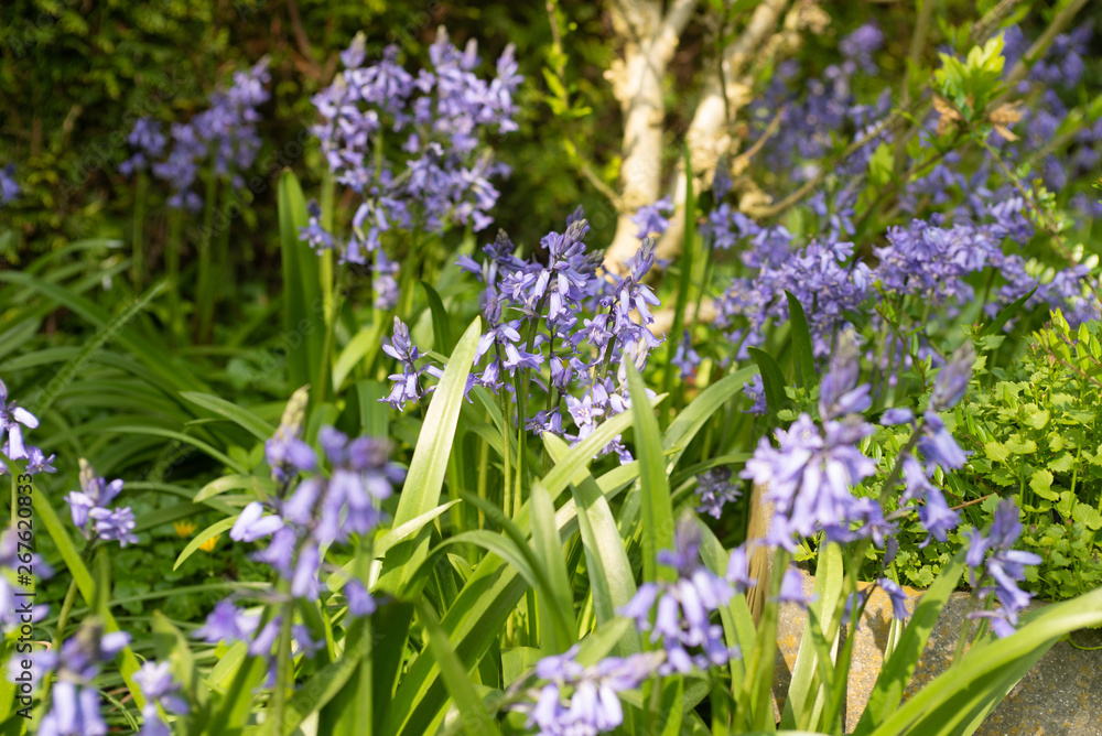 Fototapeta premium blue flowers in the garden