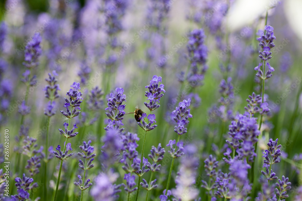 Naklejka premium Blooming lavender in a field