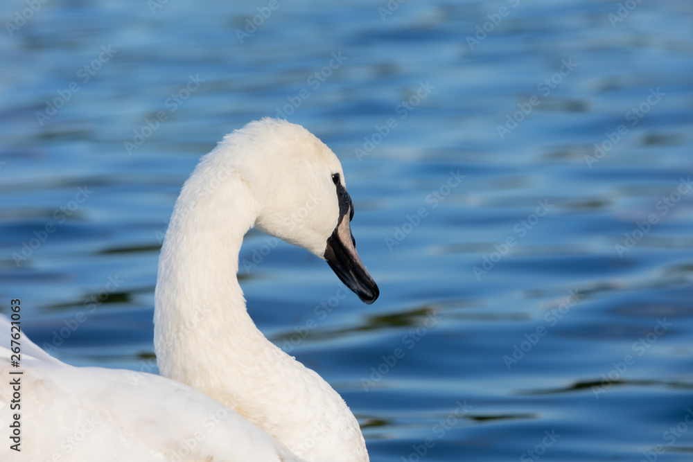 White Swan on water in central london White Swan on water in central london