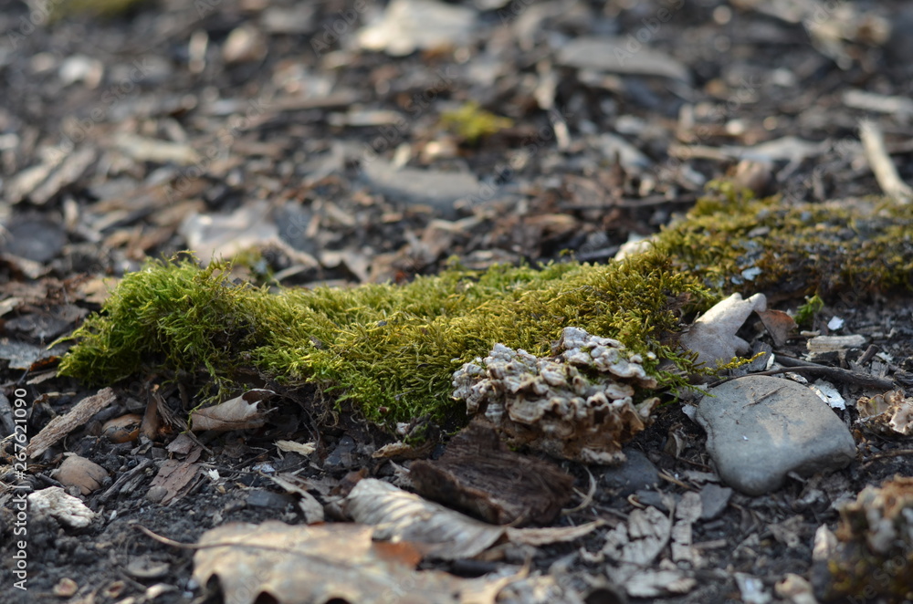 Obraz premium green moss on the rocks